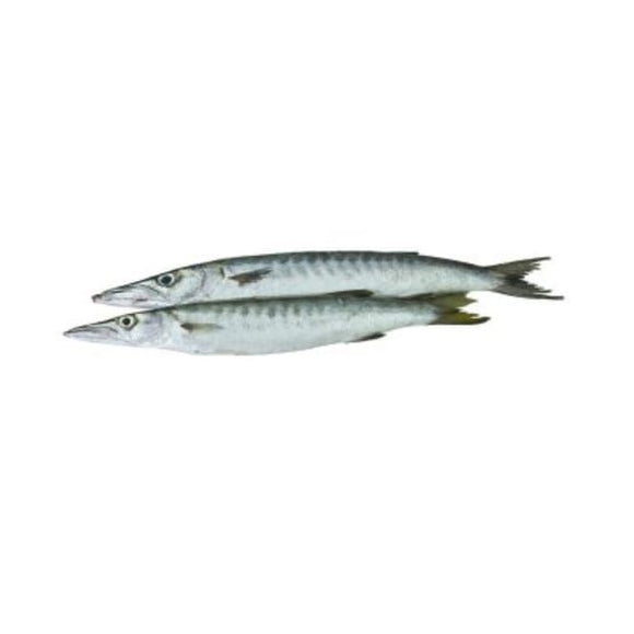 White Barracuda (Safaid Kund) 2kg (Next Day Delivery) (4734728994901)
