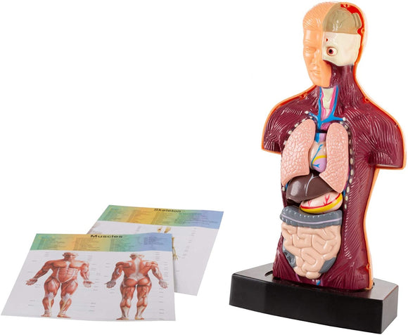 | Human Body parts | HUMAN Body Model | Puzzle Sets | Kid's Puzzle | Nature Science | Study the Structure | Primary Schools | Puzzles | Early learning | Children's Puzzle | Human body | Body parts | body structure | Homeschooling | (4840134148181)