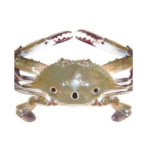 3 Spot Crab 2kg (4741503516757)
