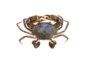 Mud Crab 2kg (4741501943893)