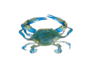 Blue Kekra / sea blue Crab 2 kg (4741504335957)