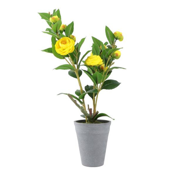 Plant Yellow ZA-85