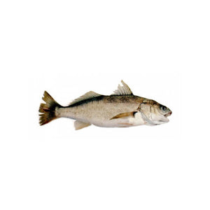 Dhotar Machli Fish 2 kg   (Next Day Delivery) (4714735632469)
