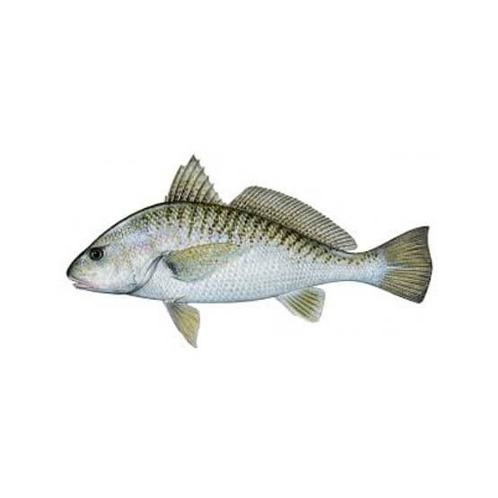 White Irani Mushka Goli Fish (Silver Croaker) High Quality 2kg (4714735140949)