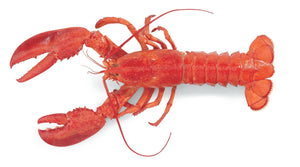 Lobster per kg (4741474058325)