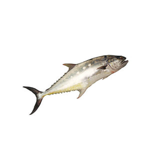 Saram Queen Machli Fish 2kg   (Next Day Delivery) (4714734387285)
