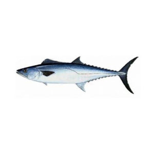 King Mackerel (Surmai) 2kg (Next Day Delivery) (4734784766037)