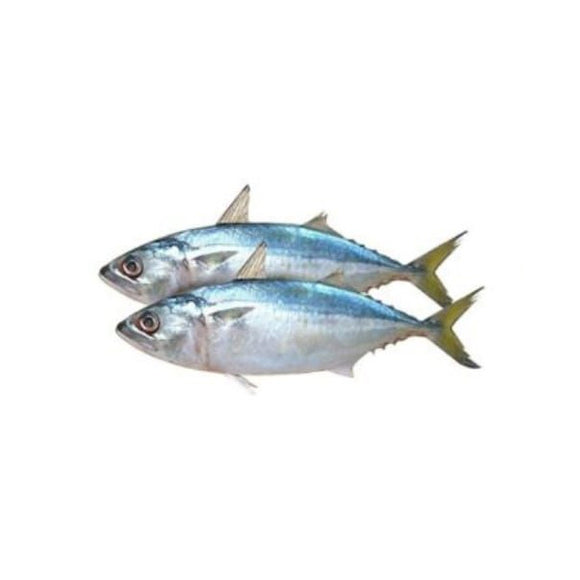 Indian Mackerel (Bangada) 2kg (Next Day Delivery) (4734787682389)