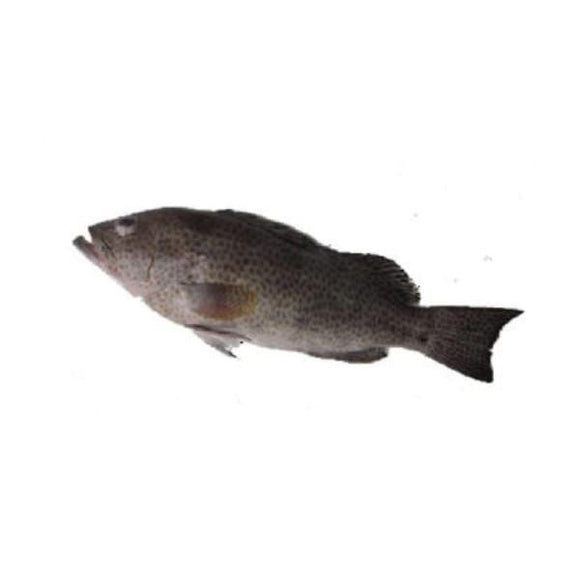 Grouper/hamour (Gissar) 2kg (Next Day Delivery) (4734789845077)