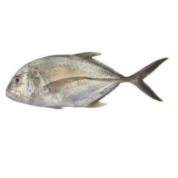 Malabar Trevally (Kakkan) 2kg (Next Day Delivery) (4734795972693)