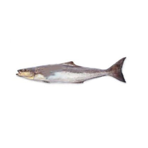 Cobia (Sangra) 2kg (Next Day Delivery) (4734794924117)