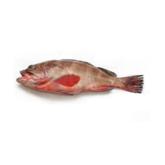 Reef (cod Dama) 2kg (Next Day Delivery) (4734771200085)
