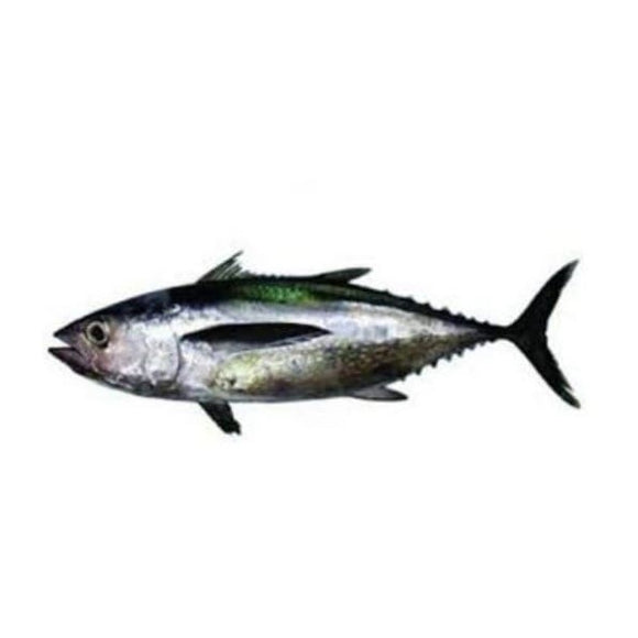 Tuna (Dhawan) 2kg (Next Day Delivery) (4734733287509)