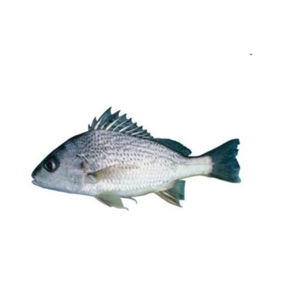 Spotted Grunter (Hulri Dhotar) 2kg (Next Day Delivery) (4734740463701)