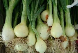 Spring Onion (Hari Piyaz) half kg (4713935994965)