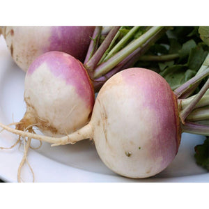 Shaljam Turnip Vegetable High Quality half kg (4713992257621)
